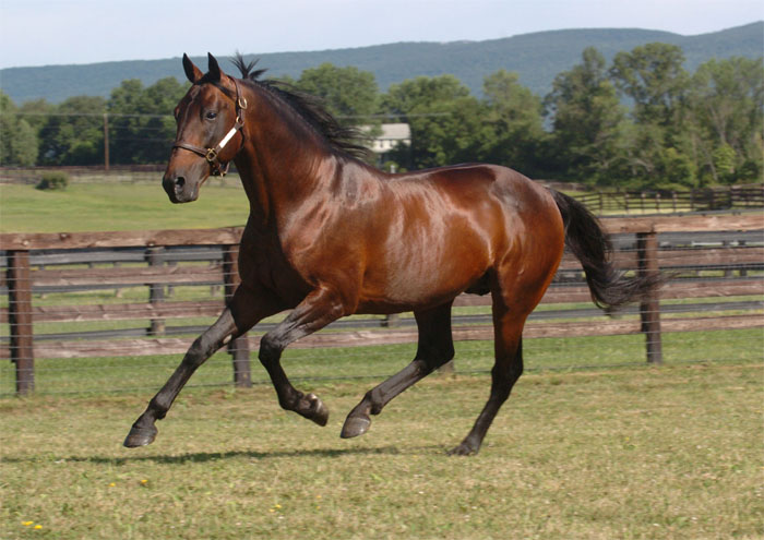 Art Major Paddock