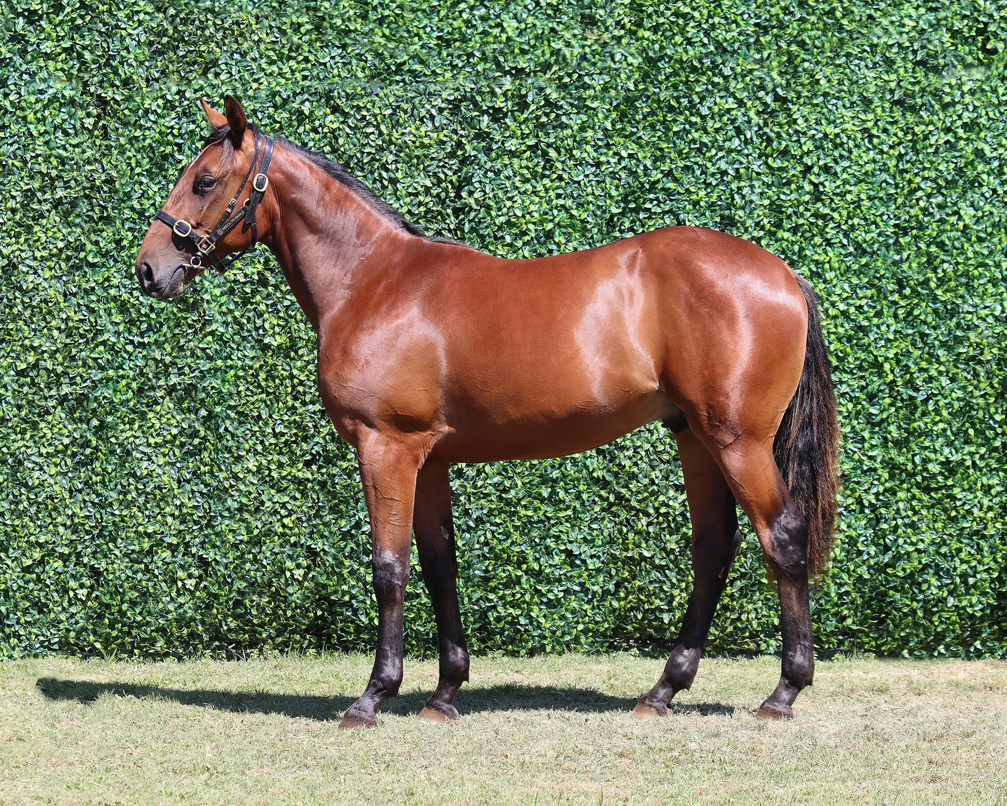 lovemetoyearling